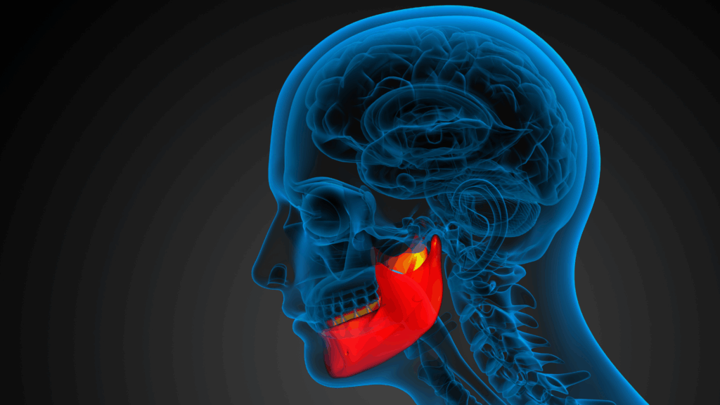 3D anatomical side view of a human head highlighting the temporomandibular joint (TMJ) in red