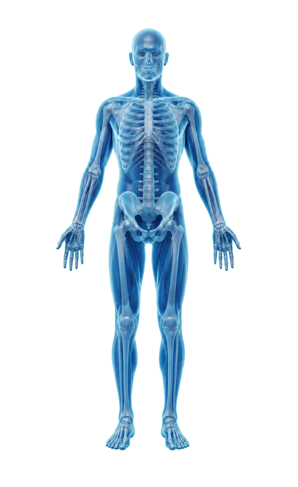Front view of 3D human anatomy showing the skeleton and major muscle groups