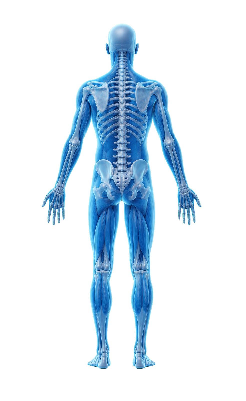 Back view of 3D human anatomy showing the spine and major muscle groups