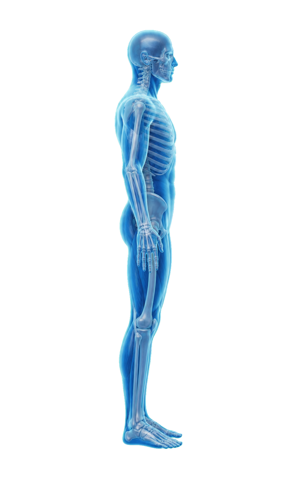 Side view of 3D human anatomy showing the skeleton and major muscle groups